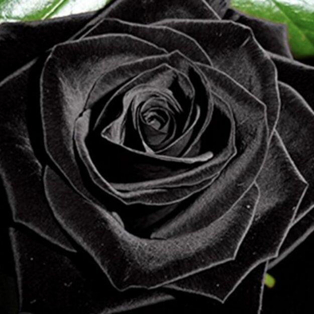 BlackRose