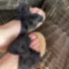 Schleifen Schuhe mit dezentem Nagellack auf den Zehen