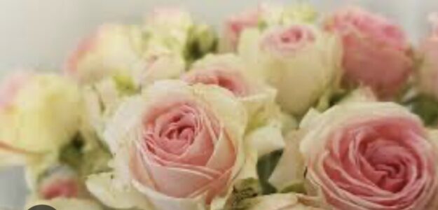 SidneyFlora96